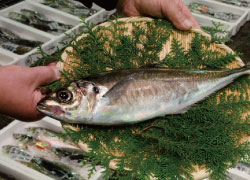 豊後水道北部地域特産品のあじ